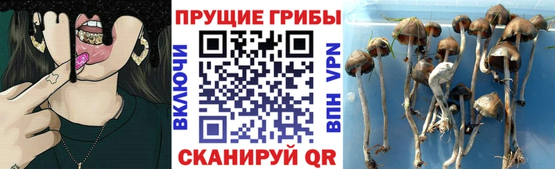Псилоцибиновые грибы прущие грибы  гидра зеркало  Спас-Деменск 